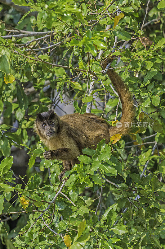 黑条纹卷尾猴(Sapajus libidinosus)，也被称为胡须卷尾猴，是一种来自南美洲的新世界灵长类动物。发现于巴西潘塔纳尔地区。